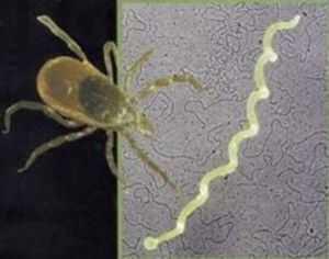 клещ на коже