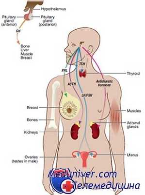 аменорея при гипопитуитаризме