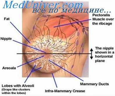 развитие лактации