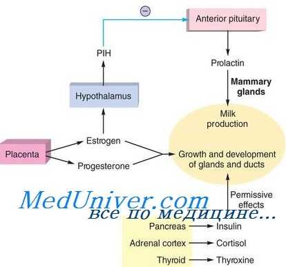 развитие лактации