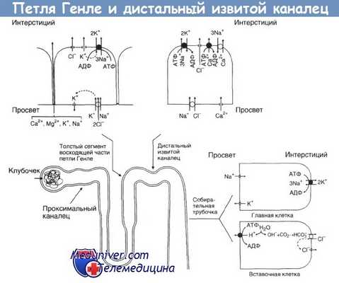 Петля Генле и дистальный извитой каналец нефрона почки