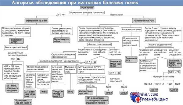 Обследование при кистозных болезнях почек