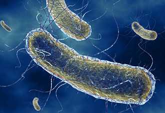 Кишечная палочка