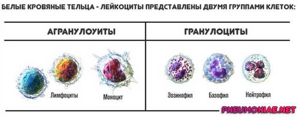 гранулоциты