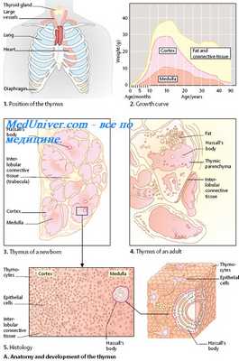 Естественная толерантность иммунитета. Искусственная толерантность иммунной системы. Иммунный паралич. Расщеплённая толерантность иммунитета