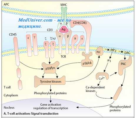 Уничтожение клетки-мишени цитотоксическими Т лимфоцитами. Альтернативный механизм уничтожения клетки-мишени. Реакции ГЗТ