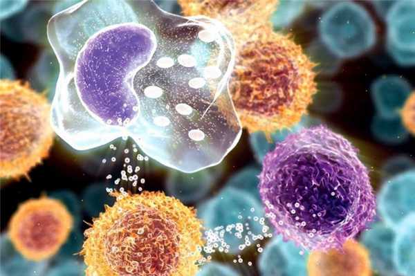 Моноклональные антитела