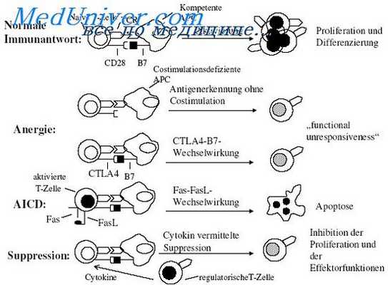 кистозный фиброз