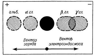Рис. 1. Схема электрофоретического разделения белков сыворотки в агаровом геле: в лунку (черный кружок), вырезанную в центре агаровой пластинки (ограничена рамкой), приготовленной на буферном растворе, помещена сыворотка крови; ее компоненты передвигаются к аноду (+) или к катоду (—) в зависимости от величины вектора их заряда и вектора эндосмоса; при простом электрофорезе в агаре компоненты сыворотки разделяются на четыре основные фракции (антигены)— альбумин (альб.) и α-глобулины (α-гл.), которые передвигаются к аноду, так как имеют высокий отрицательный заряд; γ-глобулины (γ-гл.) и β-глобулины (β-гл.), которые передвигаются к катоду, так как положительный вектор эндосмоса превышает вектор заряда.