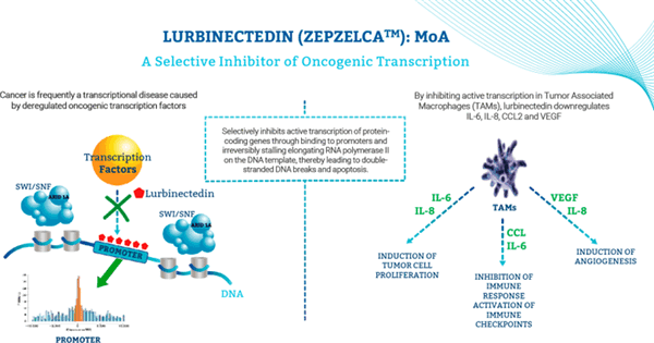 «Зепзелка»: новое лекарство против мелкоклеточного рака легкого