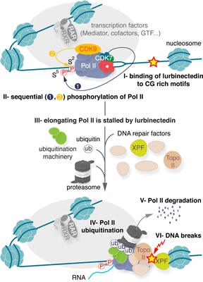 «Зепзелка»: новое лекарство против мелкоклеточного рака легкого