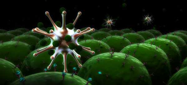 иммунотоксикология наука