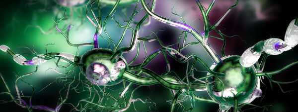 иммунотоксикология клетки