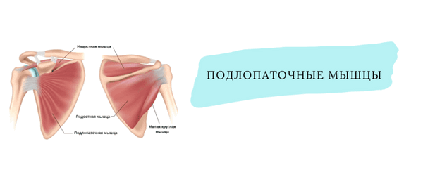 подлопаточная мышца.png