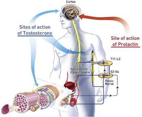 Системы организма, контролирующие функцию половых органов мужчины