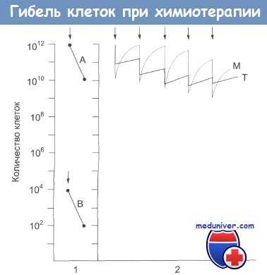 Гибель клеток при химиотерапии