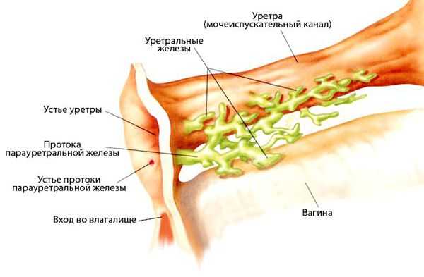 Парауретральные железы