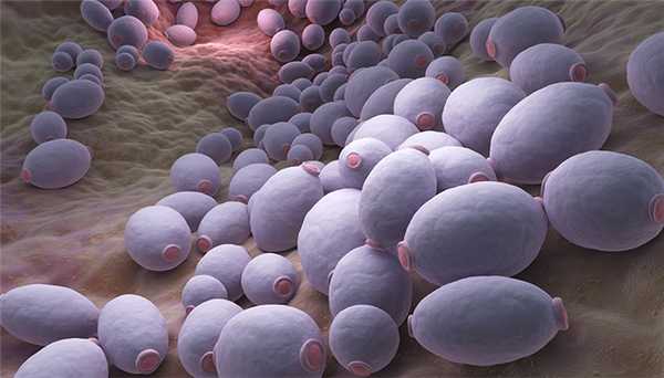 Кандидоз кишечника