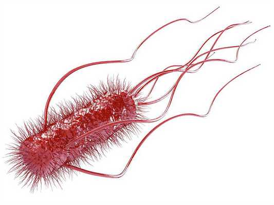 Бактерия Escherichia coli