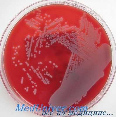 золотистый стафилококк