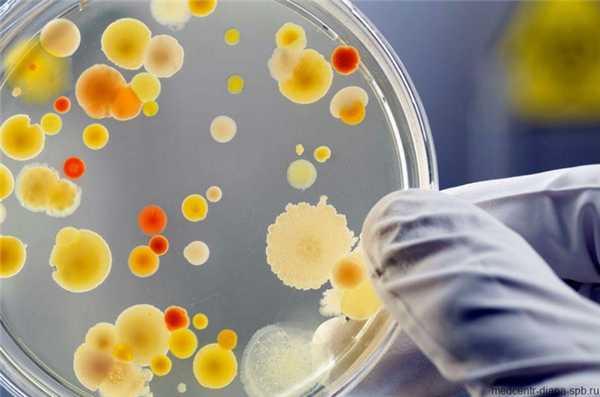 Стафилококк у взрослых и детей: гнойничковые заболевания кожи нужно лечить у врача!