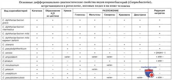 Коринебактерии (Corynebacteria) как возбудители оппортунистических инфекций