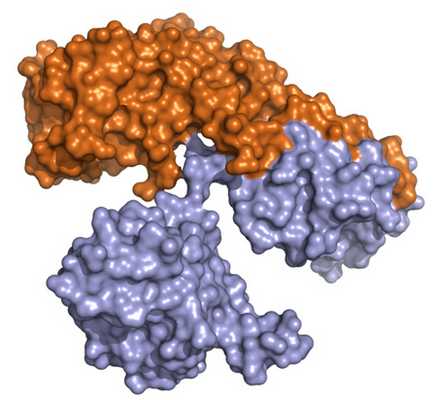 Дифтерийный токсин