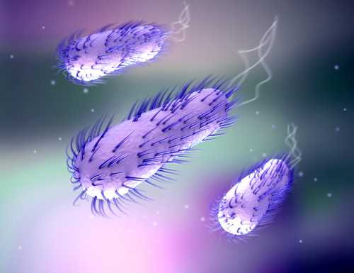  энтреробактерии e.coli