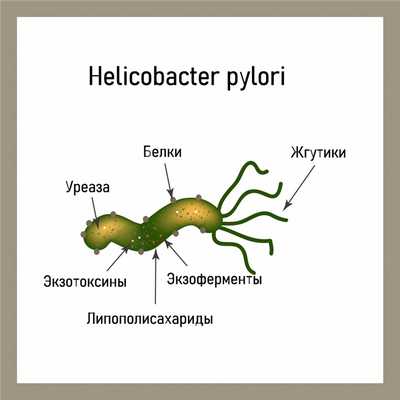 Helicobacter pylori.jpg