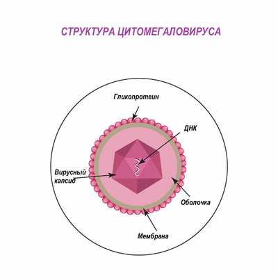 Цитомегаловирусная инфекция у детей