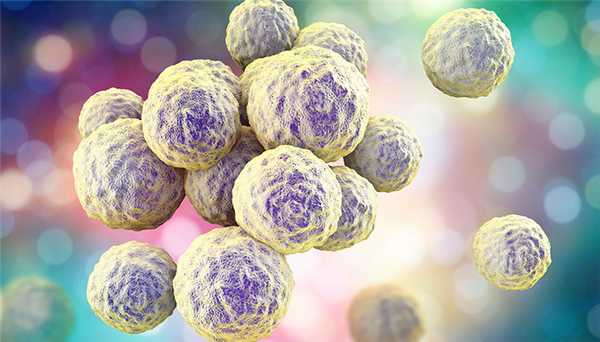 Стафилококк