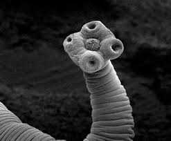 Гименолепидоз