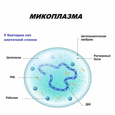 Микоплазма.jpg