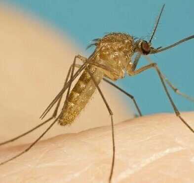 Лихорадка Западного Нила 