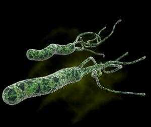 Хеликобактер Пилори