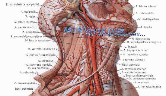 Сосуды гортани. Кровоснабжение гортани. Нервы гортани. Иннервация гортани. Лимфоотток от гортани