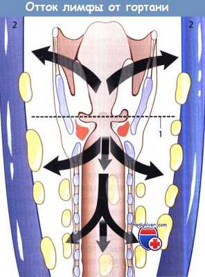 Отток лимфы от гортани