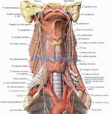 Сосуды гортани. Кровоснабжение гортани. Нервы гортани. Иннервация гортани. Лимфоотток от гортани