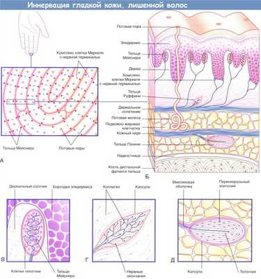 Иннервация кожи без волос