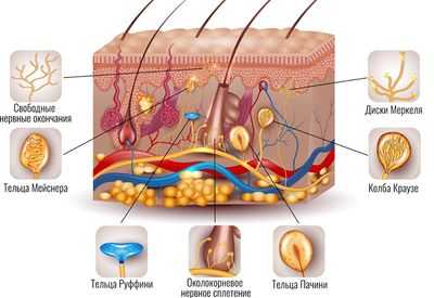Механорецепторы кожи