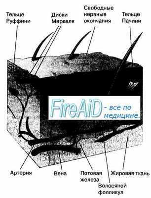 Соматовисцеральная сенсорная система. Тактильная чувствительность. Тельца Пачини, Мейсснера, Руффини.