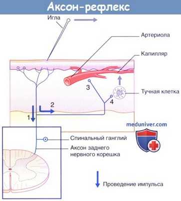 Аксон-рефлекс