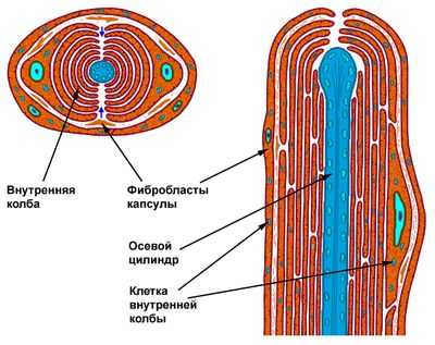 Тельца Пачини