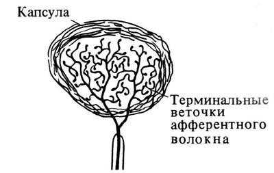 Колба Краузе