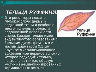 Тельце Руффини