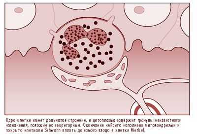 Высшие центры