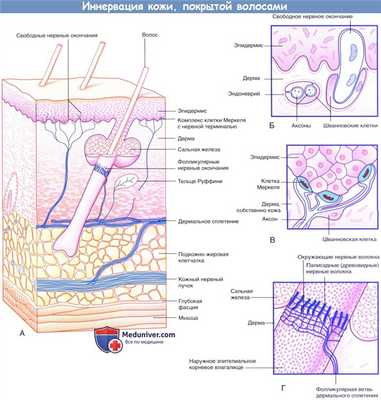 Иннервация кожи с волосами