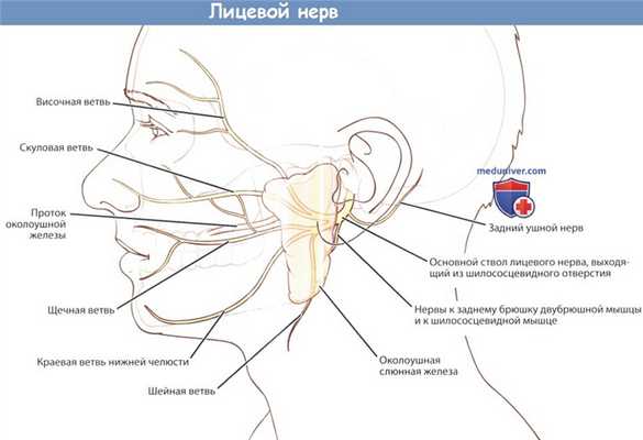 Лицевой нерв