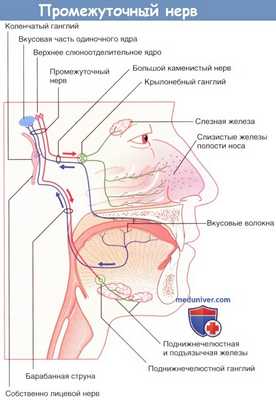 Промежуточный нерв и его ветви
