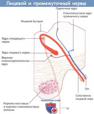 Лицевой и промежуточный нервы